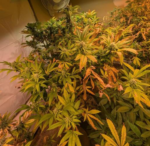 Cement Shoes. Week 20