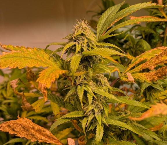 Cement Shoes. Week 20