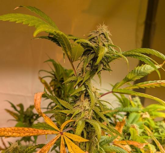 Cement Shoes. Week 20