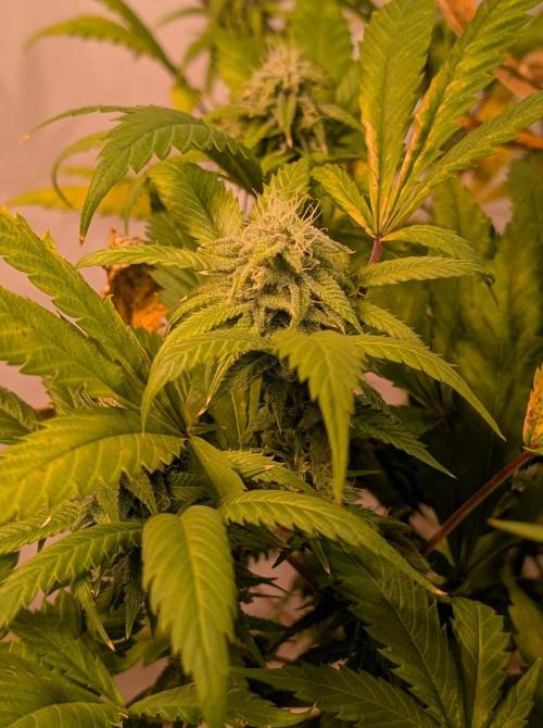 Cement Shoes. Week 20