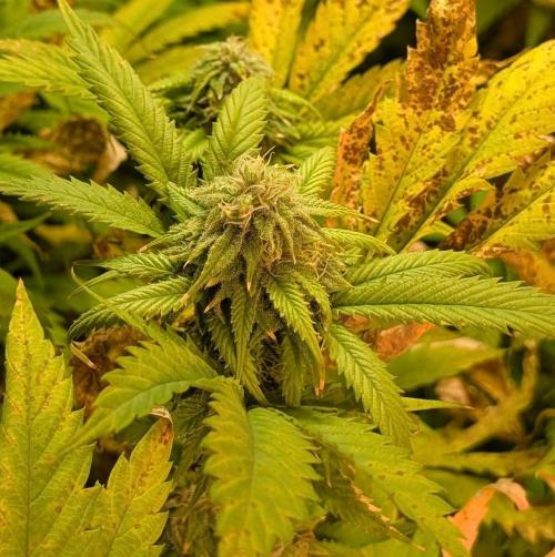 Cement Shoes. Week 20