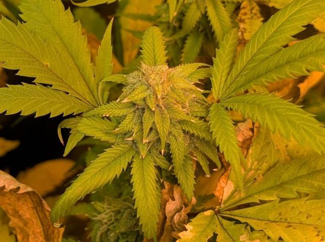 Cement Shoes. Week 20