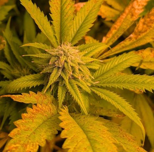 Cement Shoes. Week 20