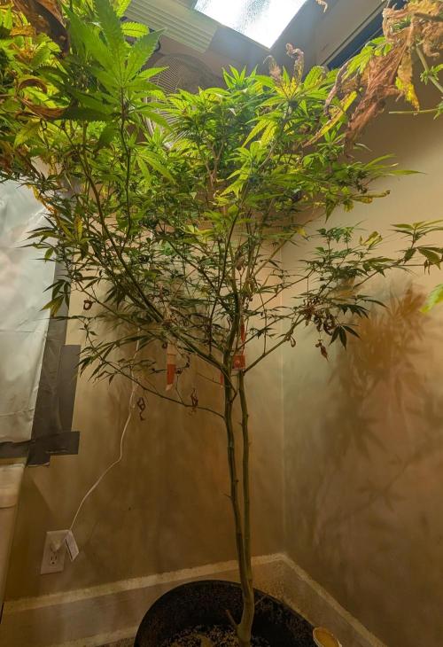 Sugar Black Rose. Week 14