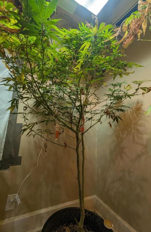 Sugar Black Rose. Week 14