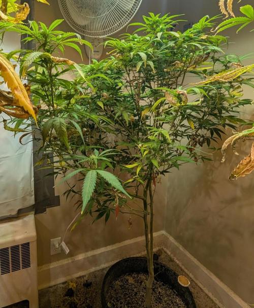 Sugar Black Rose. Week 14