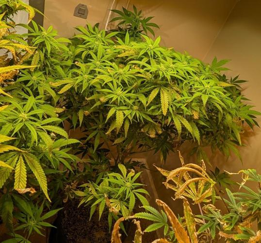 Sugar Black Rose. Week 14