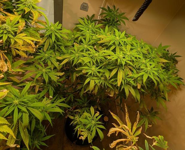 Sugar Black Rose. Week 14