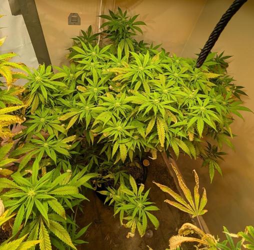 Sugar Black Rose. Week 14