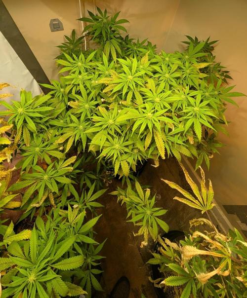 Sugar Black Rose. Week 14