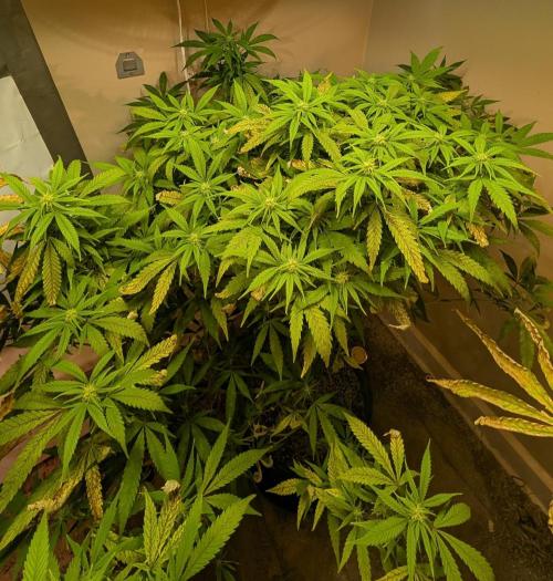 Sugar Black Rose. Week 14