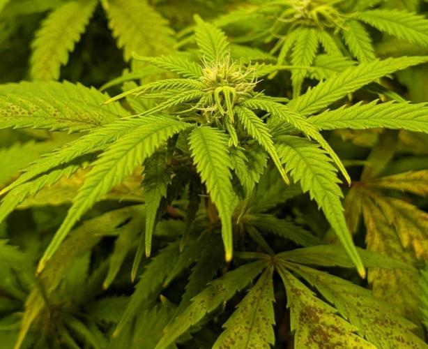 Sugar Black Rose. Week 14