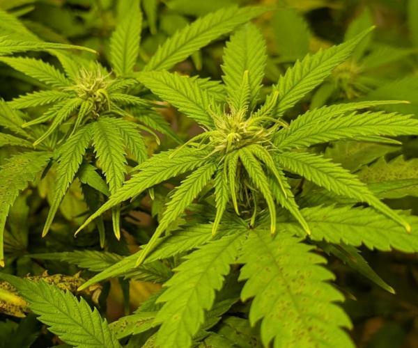 Sugar Black Rose. Week 14