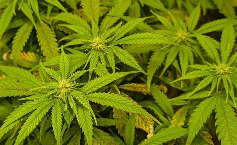 Sugar Black Rose. Week 14