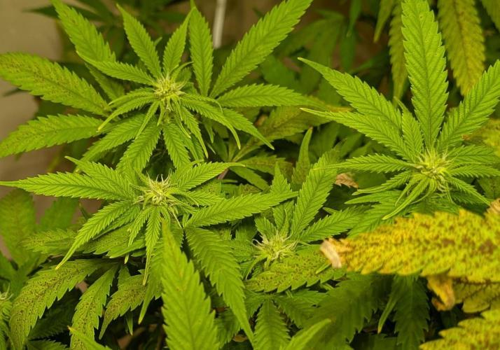 Sugar Black Rose. Week 14