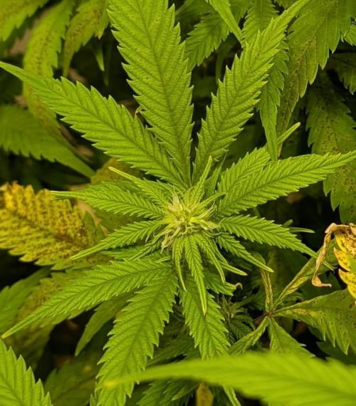 Sugar Black Rose. Week 14