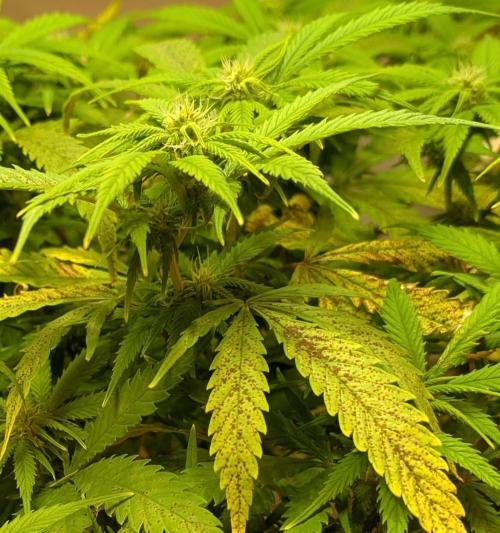 Sugar Black Rose. Week 14