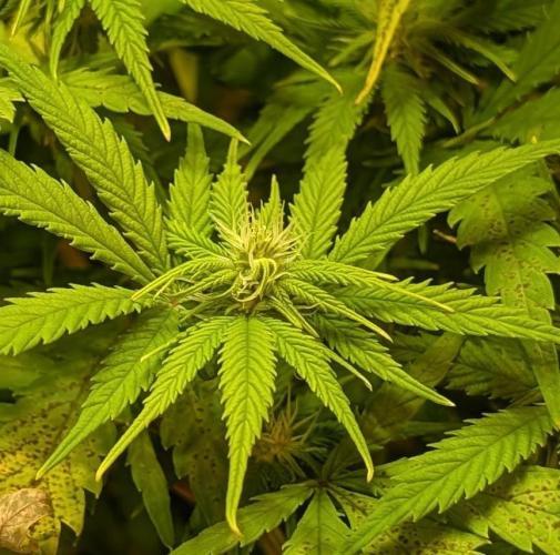 Sugar Black Rose. Week 14