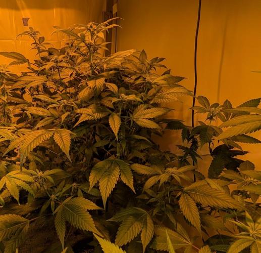 Red Mandarine. Week 14