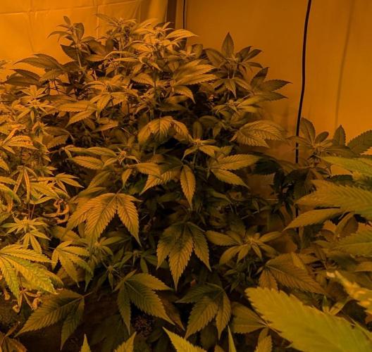 Red Mandarine. Week 14