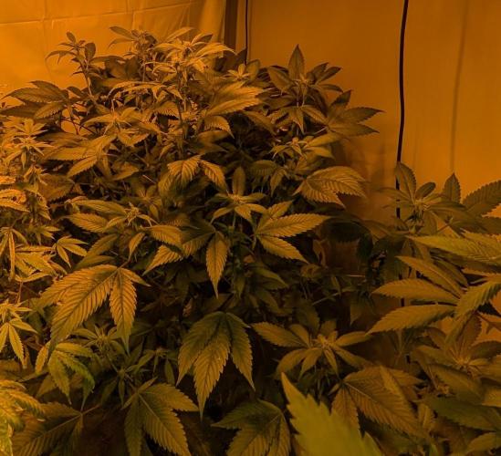 Red Mandarine. Week 14