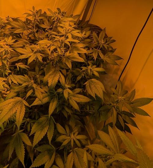 Red Mandarine. Week 14