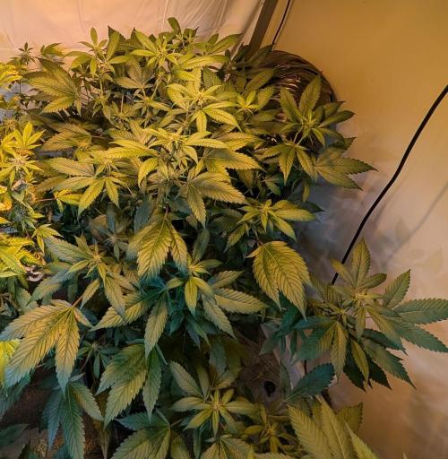 Red Mandarine. Week 14