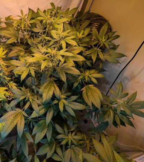 Red Mandarine. Week 14