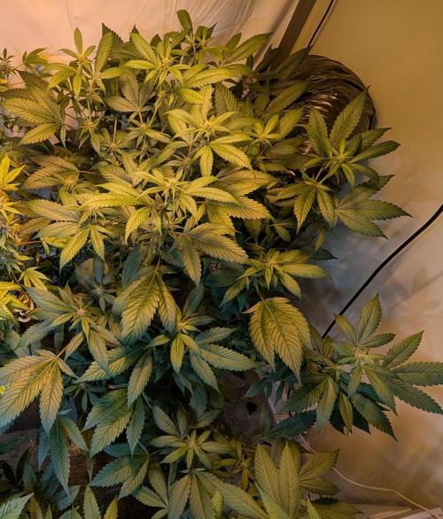 Red Mandarine. Week 14