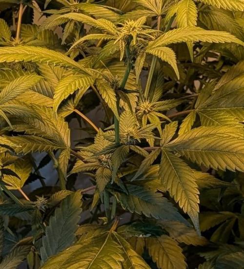 Red Mandarine. Week 14