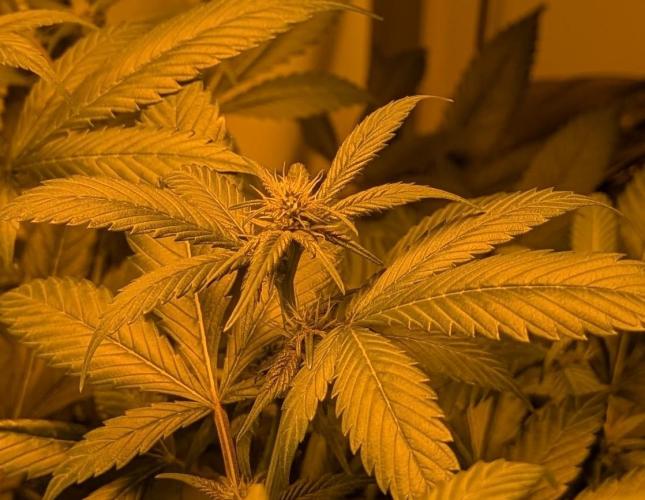 Red Mandarine. Week 14