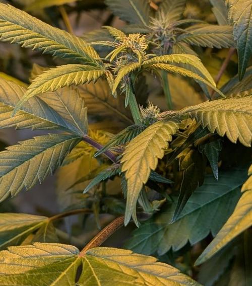 Red Mandarine. Week 14