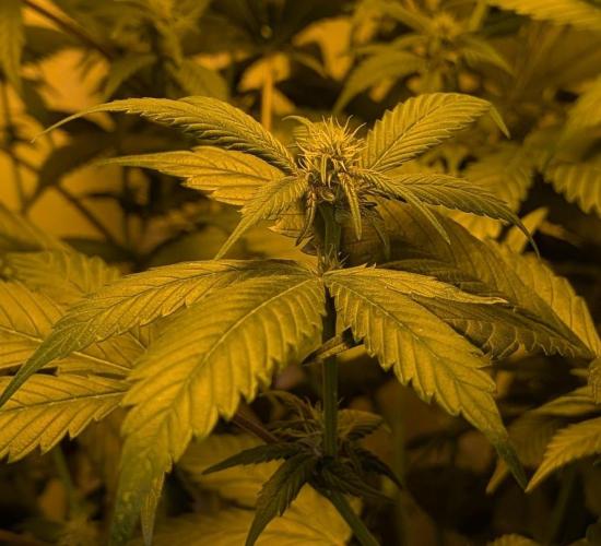 Red Mandarine. Week 14