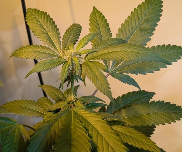 Red Mandarine. Week 14