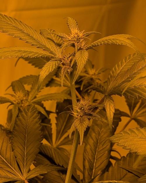 Red Mandarine. Week 14