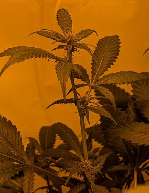 Red Mandarine. Week 14