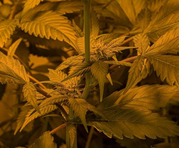 Red Mandarine. Week 14