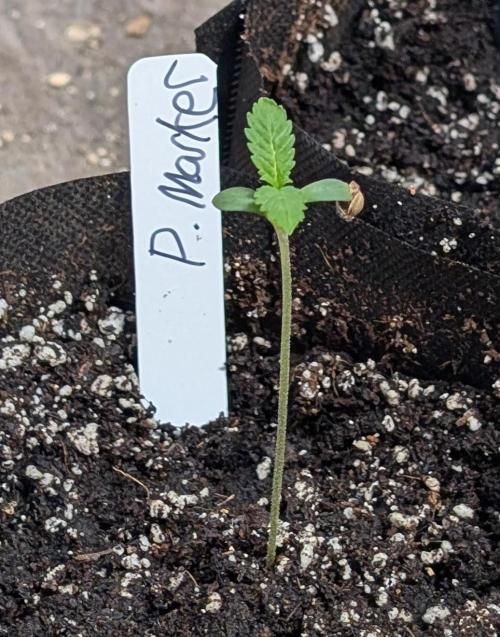 Permanent Marker. Week 1