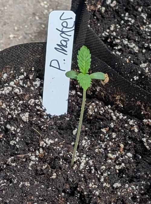 Permanent Marker. Week 1