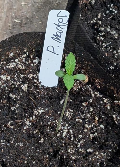 Permanent Marker. Week 1