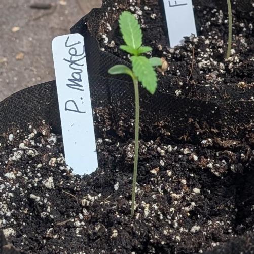 Permanent Marker. Week 1