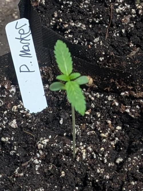 Permanent Marker. Week 1