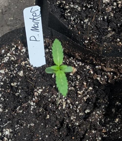 Permanent Marker. Week 1