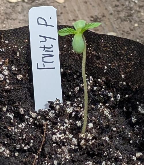 Fruity Pebbles. Week 1