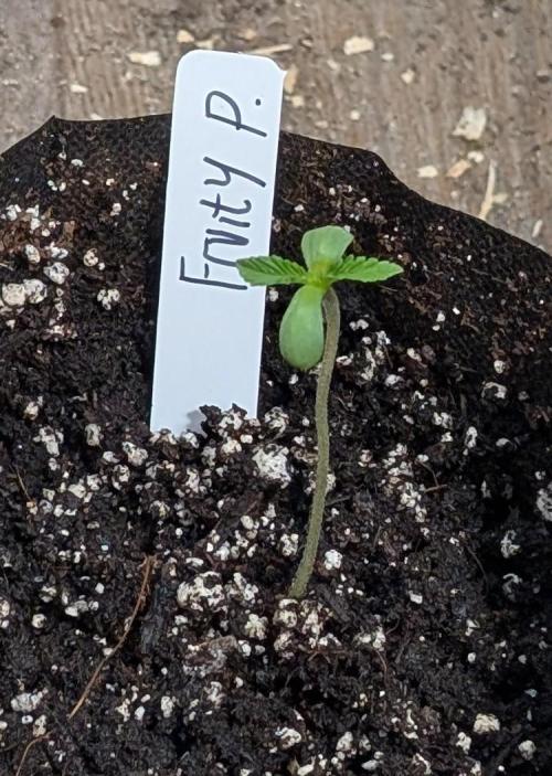 Fruity Pebbles. Week 1