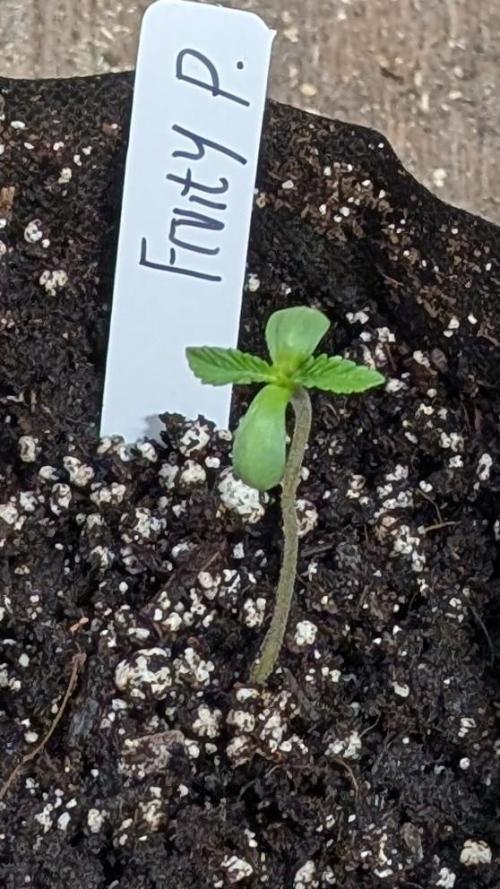 Fruity Pebbles. Week 1