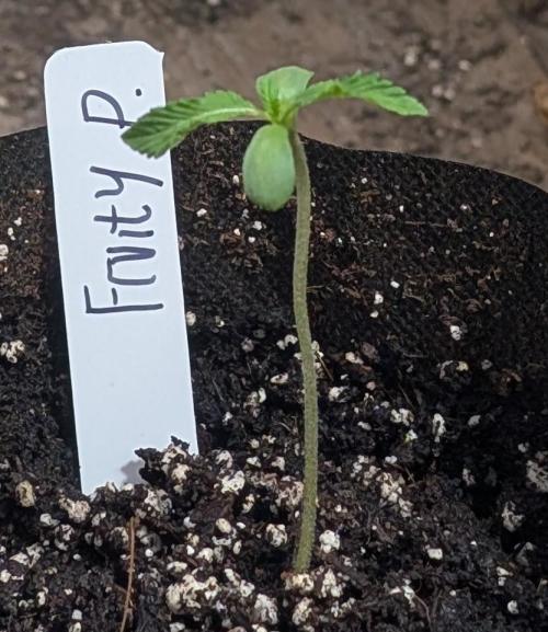 Fruity Pebbles. Week 1