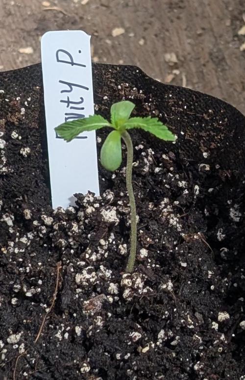 Fruity Pebbles. Week 1