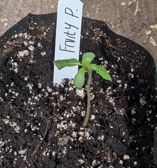 Fruity Pebbles. Week 1