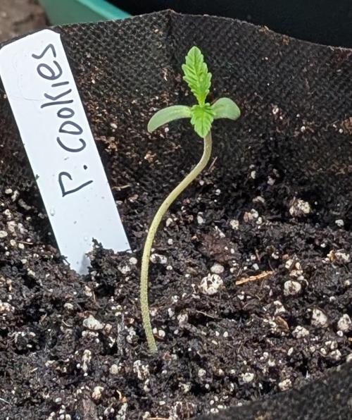 Pellezino Cookies. Week 1